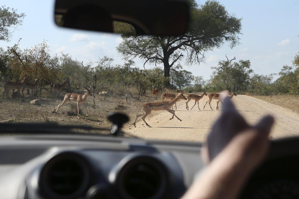 impala